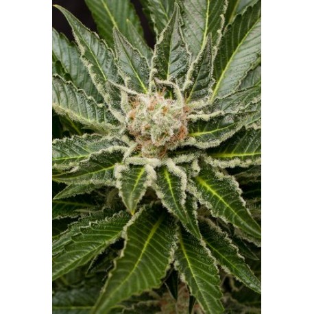 Blue Cheese Feminisiert - Dinafem