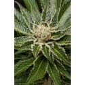 Shark Attack Feminized - Dinafem