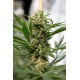 Blue Cheese Feminisiert - Dinafem