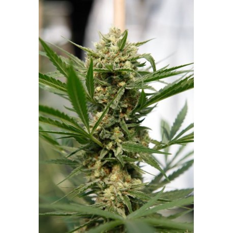 Blue Cheese Feminisiert - Dinafem