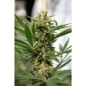 Sweet Deep Grapefruit Feminisiert - Dinafem