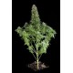 Blue Cheese Feminized - Dinafem