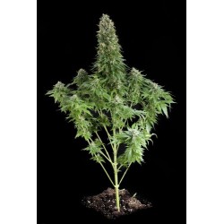 White Siberian feminized - Dinafem