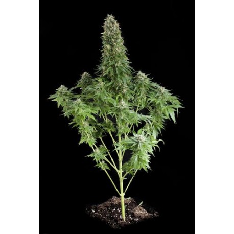 Blue Cheese Feminized - Dinafem