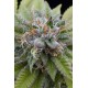 Bubba Kush Féminisées graines de cannabis par dinafem