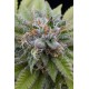 White Siberian Feminized - Dinafem