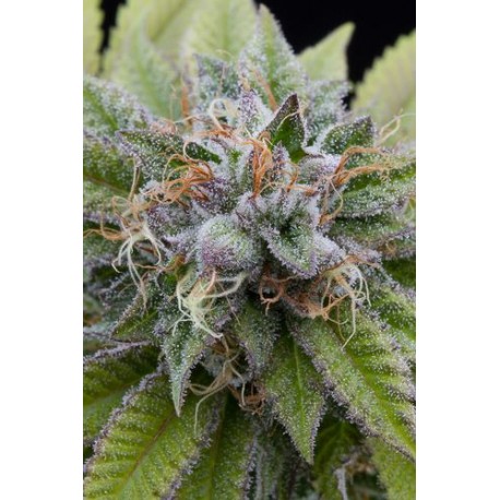 White Siberian feminized - Dinafem