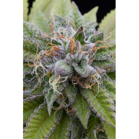 White Siberian Feminized - Dinafem