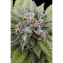 Bubba Kush femminilizzata - Dinafem