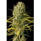 Bubba Kush femminilizzata - Dinafem