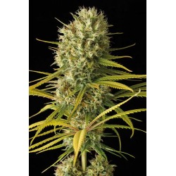 Original Amnesia feminized - Dinafem