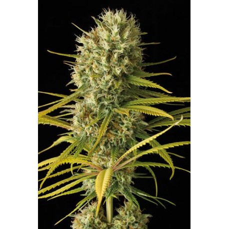 Bubba Kush Feminizadas - Dinafem