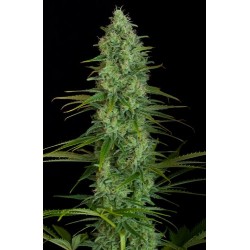 Critical Jack Feminized - Dinafem