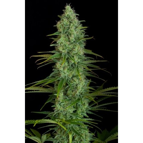 Original Amnesia Feminized - Dinafem