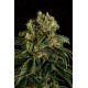 Santa Sativa feminized - Dinafem