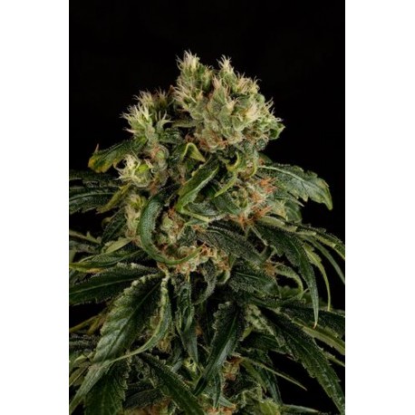 Santa Sativa feminized - Dinafem