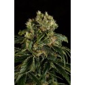 Royale Haze feminized - Dinafem