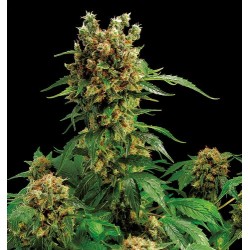 California Hash Plant Feminizadas - Dinafem