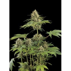 Moby Dick feminized - Dinafem