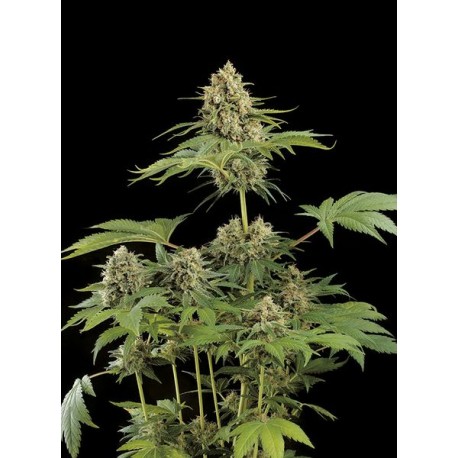 Industrial Plant Plant feminized - Dinafem