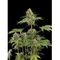 Moby Dick Feminized - Dinafem