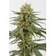 Graines d'Amnesia CBD de chez Dinafem