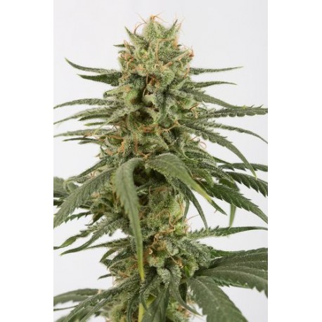 Graines d'Amnesia CBD de chez Dinafem