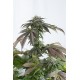 Graines de Bubba Kush CBD, cannabis médical de chez Dinafem