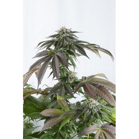 Graines de Bubba Kush CBD, cannabis médical de chez Dinafem