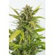 Graines de Haze CBD à floraison automatique de chez Dinafem