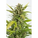 Haze autofloraison CBD - Dinafem