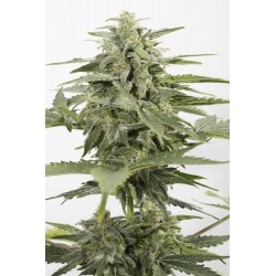 Industrial Plant autofloraison CBD - Dinafem