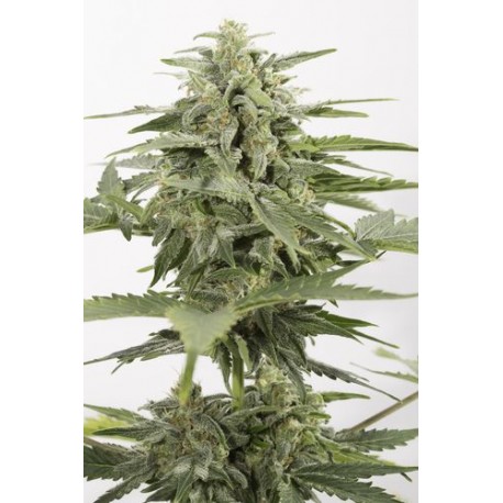 Haze Autoflowering CBD - Dinafem