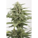 Industrial Plant autofloraison CBD - Dinafem