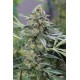 Haze Autoflowering CBD - Dinafem