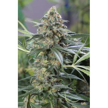 Haze Autoflowering CBD - Dinafem