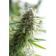 Critical Mass CBD graines à autofloraison de chez Dinafem