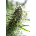 Critical Mass CBD - Dinafem