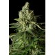 Moby Dick Autoflowering CBD - Dinafem