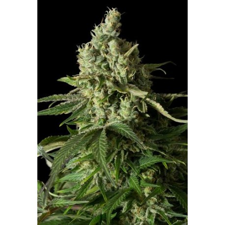 Moby Dick Autoflowering CBD - Dinafem