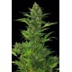 Amnesia XXL Floraison Automatique