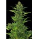 Amnesia XXL graines de cannabis à floraison automatique