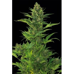 Amnesia XXL Autoflowering - Dinafem