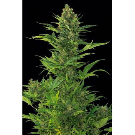 Amnesia XXL Floraison Automatique