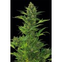 Amnesia XXL Floraison Automatique - Dinafem