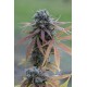 Amnesia XXL Autoflowering - Dinafem