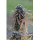 Blue Kush graines de cannabis à floraison automatique de chez Dinafem