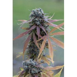 Blue Kush Autoflowering - Dinafem