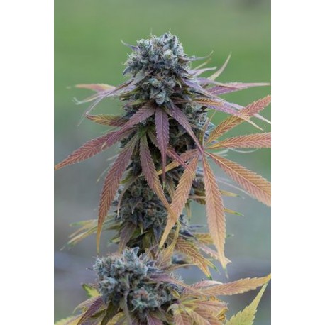 Blue Kush graines de cannabis à floraison automatique de chez Dinafem