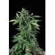 Haze 2.0 Autoflowering graines de cannabis de chez Dinafem